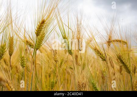 Primo piano immagine sul grano rigato archiviato. Grani e cannucce di oro giallo essiccati nel giorno estivo e cielo blu in attesa della mietitrebbia. Foto Stock