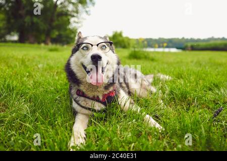 Un cane intelligente in occhiali guarda la fotocamera mentre si sdraia sull'erba in natura Foto Stock