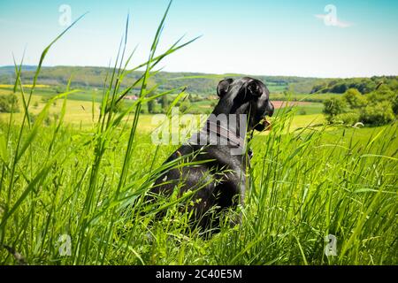 Black Labrador Retriever cane seduto in erba verde alta su una collina vicino alla foresta di Palatinate in Germania in un giorno di primavera. Foto Stock