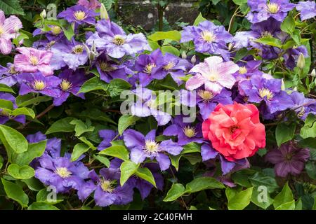 Blue Clematis e una rosa rossa che cresce su una parete da giardino, Berkshire, Inghilterra, Regno Unito, Europa Foto Stock