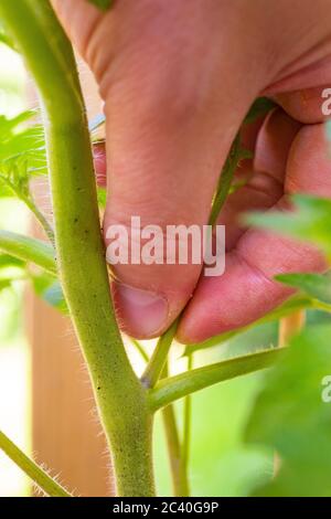Pizzicando fuori tiro laterale sulla pianta di pomodoro 'Alicante' Foto Stock