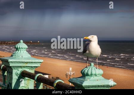 Gabbiano di mare in piedi sul fronte mare di Brighton Foto Stock