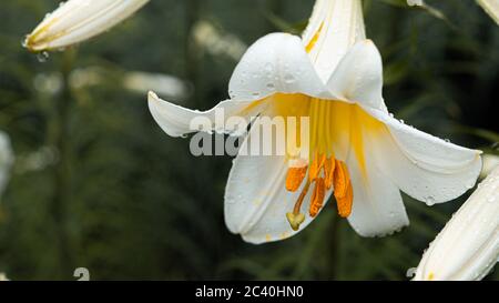 Gigli bianchi con centri gialli con gocce dopo la pioggia in giardino. Splendido sfondo. Foto di alta qualità Foto Stock