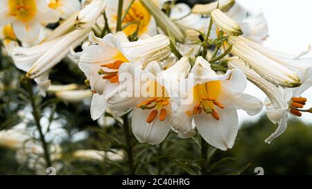 Gigli bianchi con centri gialli con gocce dopo la pioggia in giardino. Splendido sfondo. Foto di alta qualità Foto Stock