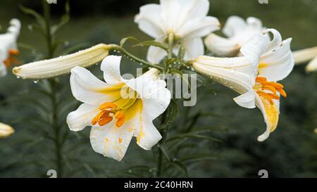 Gigli bianchi con centri gialli con gocce dopo la pioggia in giardino. Splendido sfondo. Foto di alta qualità Foto Stock