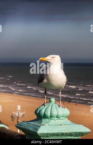 Gabbiano di mare in piedi sul fronte mare di Brighton Foto Stock