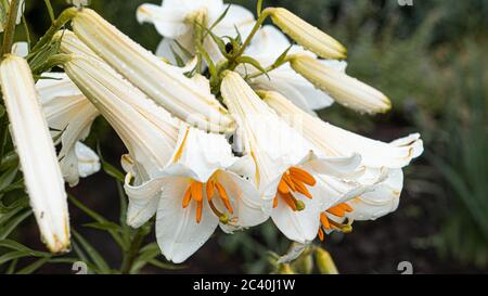 Gigli bianchi con centri gialli con gocce dopo la pioggia in giardino. Splendido sfondo. Foto di alta qualità Foto Stock