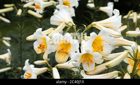 Gigli bianchi con centri gialli con gocce dopo la pioggia in giardino. Splendido sfondo. Foto di alta qualità Foto Stock