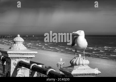 Gabbiano di mare in piedi sul fronte mare di Brighton Foto Stock