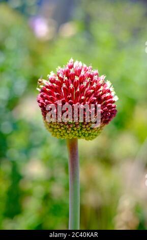 allium sphaerocephalon, drumsticks, in giardino inglese, norfolk, inghilterra Foto Stock
