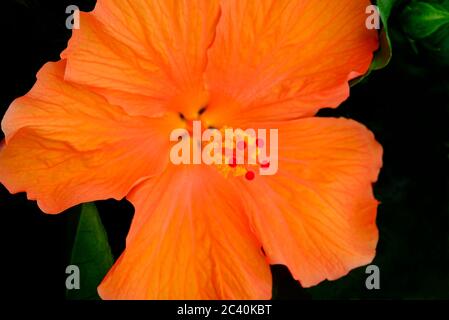 fiori di ibisco arancione, rosa sinensis, in giardino inglese, norfolk, inghilterra Foto Stock