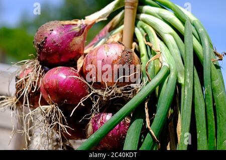 mazzo di cipolle rosse che asciugano al sole, giardino inglese, norfolk, inghilterra Foto Stock