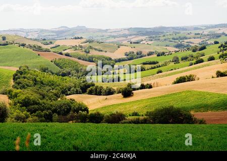 Regione Marche, colline coltivate in estate, prati, grano e campi verdi. Italia Foto Stock