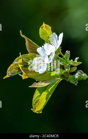 Kirschenblüten im Frühling, blühender Kirschbaum, der Frühling ist da, der Kirschbaum schlägt aus und Hat weisse Blüten und frische grüne Blätter. Foto Stock