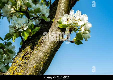 Kirschenblüten im Frühling, blühender Kirschbaum, der Frühling ist da, der Kirschbaum schlägt aus und Hat weisse Blüten und frische grüne Blätter. Foto Stock