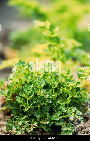 Foglie di foglie di prezzemolo o di prezzemolo da giardino (Petroselinum crispo) che crescono nel Giardino vegetale Foto Stock