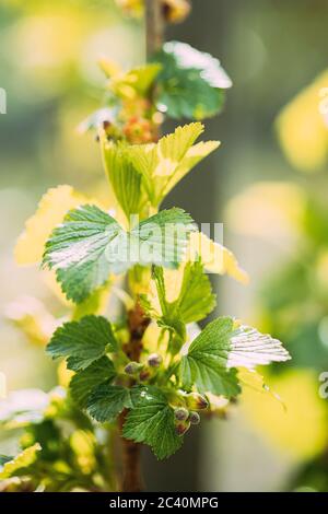 Foglie giovani di foglia verde di primavera e gemme non soffiate di ribes nero, ribes nigrum, ribes nero, cassis che cresce nel giardino vegetale Foto Stock