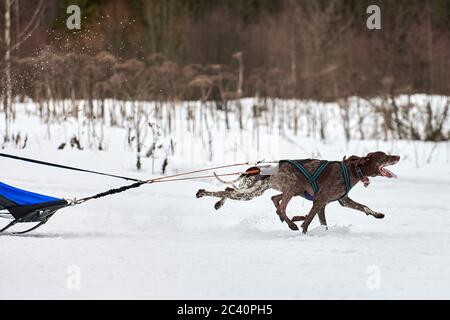 Inverno slitta corsa cane. Gara di squadra di slitta sportiva per cani. I cani puntatore tirano la slitta con il musher. Attivo su strada di fondo nevosa Foto Stock