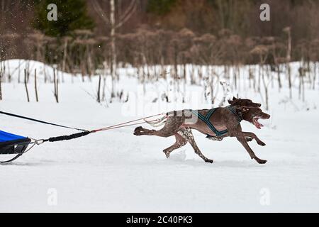 Inverno slitta corsa cane. Gara di squadra di slitta sportiva per cani. I cani puntatore tirano la slitta con il musher. Attivo su strada di fondo nevosa Foto Stock