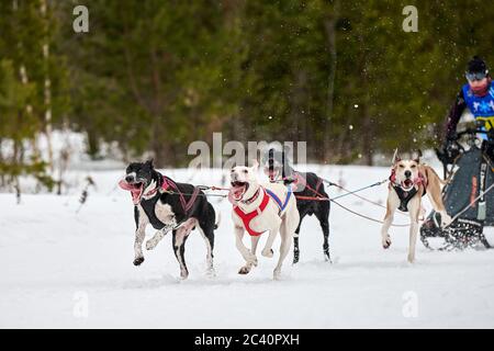 Inverno slitta corsa cane. Gara di squadra di slitta sportiva per cani. I cani puntatore tirano la slitta con il musher. Attivo su strada di fondo nevosa Foto Stock