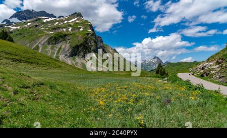 Herrliche, blumenübersähte Bergwiesen im Lechgebiet. Unternehmungen im Frühling. Lech, Warth im Vorarlberg, Österreich Foto Stock