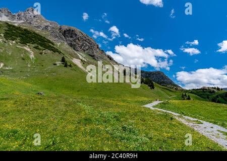 Herrliche, blumenübersähte Bergwiesen im Lechgebiet. Unternehmungen im Frühling. Lech, Warth im Vorarlberg, Österreich Foto Stock