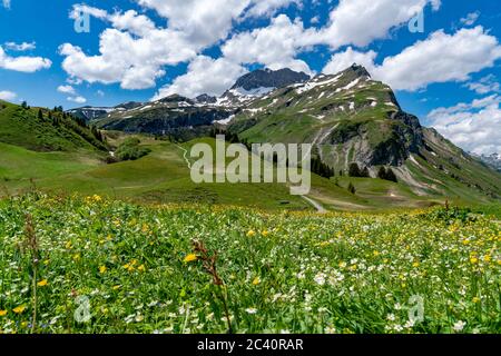 Herrliche, blumenübersähte Bergwiesen im Lechgebiet. Unternehmungen im Frühling. Lech, Warth im Vorarlberg, Österreich Foto Stock