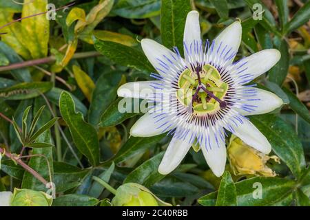 piantare passiflora caerulea o fiori di passione comune all'aperto Foto Stock