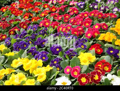stalla con molte pentole di fiori di primaverile colorati fioriti in primavera Foto Stock