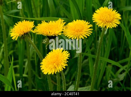 Un grappolo di dandelioni gialli che crescono selvaggi in un verde Area erbosa nella campagna Alberta Canada Foto Stock