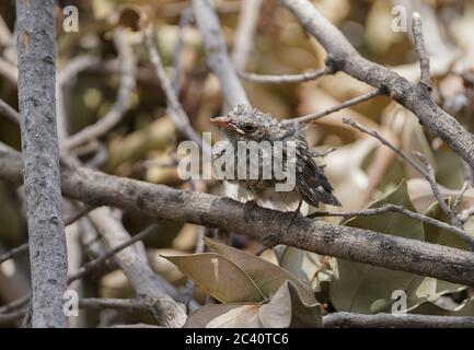 Giovane flycatcher a puntini (Muscicapa striata), in un giardino. Andalusia, Spagna. Foto Stock