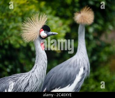 Gru grigia (Baleari regolorum) a Birdworld, vicino a Farnham, al confine tra Hampshire e Surrey (uccello nazionale dell'Uganda) Foto Stock