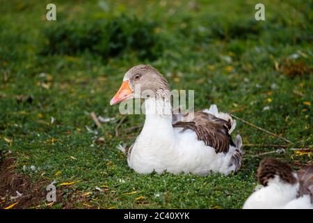 Oca bianca e marrone di Embden, anser anser nazionale, seduta con becco d'arancia a Birdworld vicino a Farnham, Surrey / confine Hampshire, Inghilterra meridionale Foto Stock
