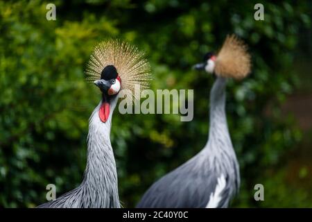 Gru grigia (Baleari regolorum) a Birdworld, vicino a Farnham, al confine tra Hampshire e Surrey (uccello nazionale dell'Uganda) Foto Stock