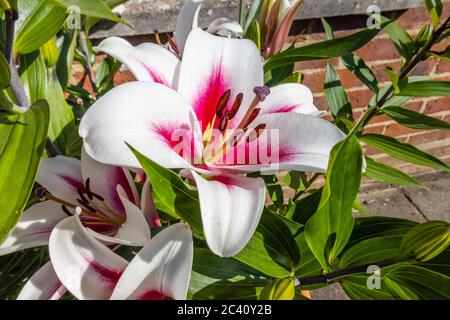 Grande giglio giapponese bianco 'Altari' con centro borgogna e polline-carichi di resistenza fiorire in un giardino nel sud dell'Inghilterra all'inizio dell'estate (giugno) Foto Stock