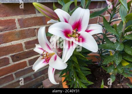 Grande giglio giapponese bianco 'Altari' con centro borgogna e polline-carichi di resistenza fiorire in un giardino a Surrey, se Inghilterra all'inizio dell'estate (giugno) Foto Stock