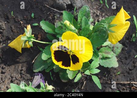 Fiori di pansy gialli su un letto da giardino Foto Stock