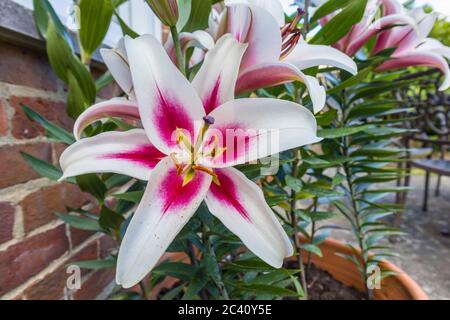 Grande giglio giapponese bianco 'Altari' con centro borgogna e polline-carichi di resistenza fiorire in un giardino a Surrey, se Inghilterra all'inizio dell'estate (giugno) Foto Stock