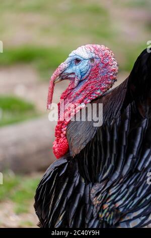 Vista ravvicinata della colorata testa di una tacchino di bronzo (Meleagris gallopava) in una fattoria di Birdworld, Hampshire, Inghilterra meridionale Foto Stock