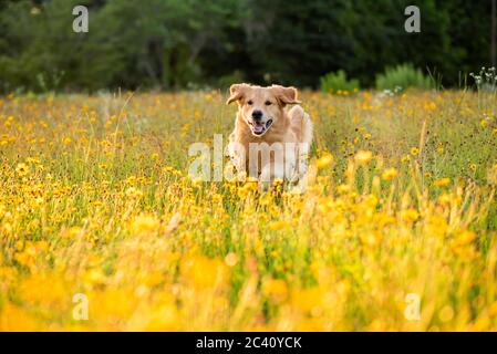Golden Retriever in campo con fiori gialli. Bel cane con occhio nero Susans fiorire. Retriever al tramonto in un campo di fiori e d'oro Foto Stock