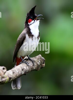 Il bulbul rosso-whisky, o bulbul crestato, è un uccello passerino trovato in Asia. E' un membro della famiglia di bullul. È un fruttivore residente trovato Foto Stock