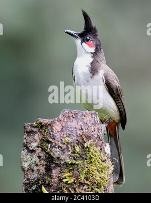 Il bulbul rosso-whisky, o bulbul crestato, è un uccello passerino trovato in Asia. E' un membro della famiglia di bullul. È un fruttivore residente trovato Foto Stock