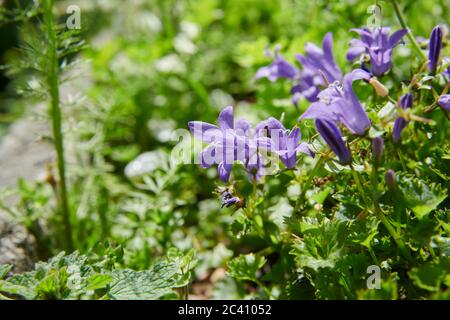 Tussock Bellflower conosciuto anche come Bellflower Carpazi,(Campanula carpatica) Foto Stock