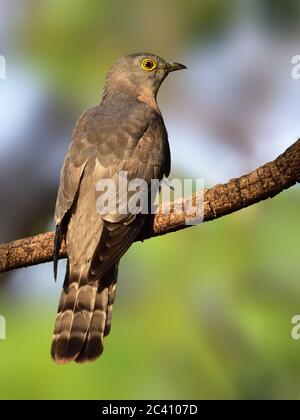 Il falco-cucù comune, conosciuto come l'uccello del cervo, è un cucù di medie dimensioni residente nel subcontinente indiano. Foto Stock