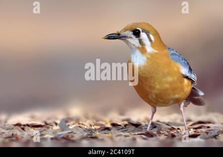 Il thrush con la testa arancione è un uccello della famiglia dei thrush. È comune in aree ben boscose del subcontinente indiano e del sud-est asiatico. Più popolare Foto Stock