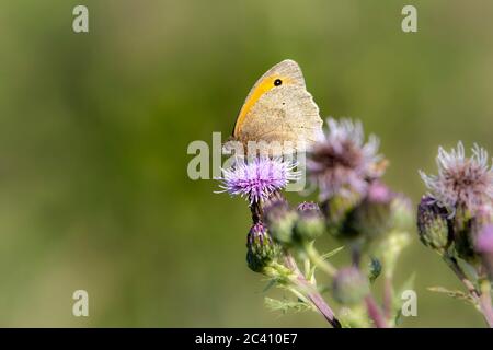 Portiere. Maniola tithonius (Satyridae) farfalla su un Tistle strisciante. Cirsium arvense Steraceae lungo il bordo del fiume Nene, Northampton, E. Foto Stock