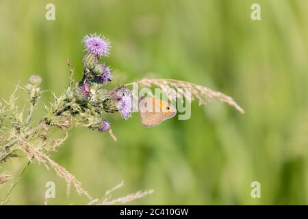 Portiere. Maniola tithonius (Satyridae) farfalla su un Tistle strisciante. Cirsium arvense Steraceae lungo il bordo del fiume Nene, Northampton, E. Foto Stock