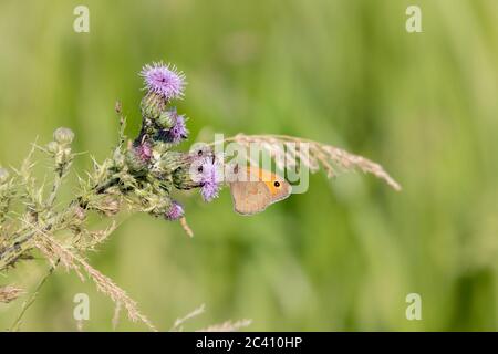 Portiere. Maniola tithonius (Satyridae) farfalla su un Tistle strisciante. Cirsium arvense Steraceae lungo il bordo del fiume Nene, Northampton, E. Foto Stock