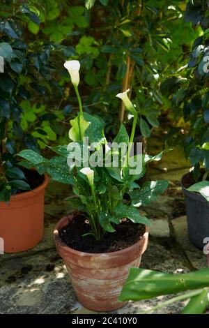 Arum Lily (Zantedeschia albomaculata) Giglio di Calla, arum bianco-macchia giglio fiorente in una pentola di argilla in e giardino inglese di campagna, Regno Unito, GB. Foto Stock