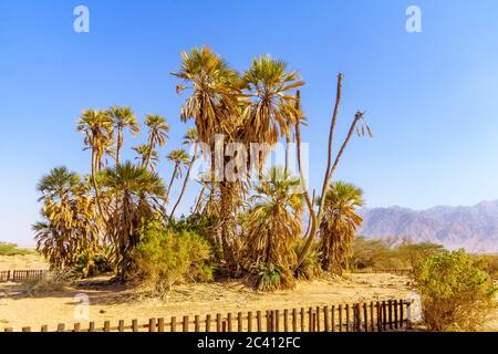 Piccolo boschetto di palme dum (Hyphaene thebaica), nel deserto di Arava, nel sud di Israele Foto Stock